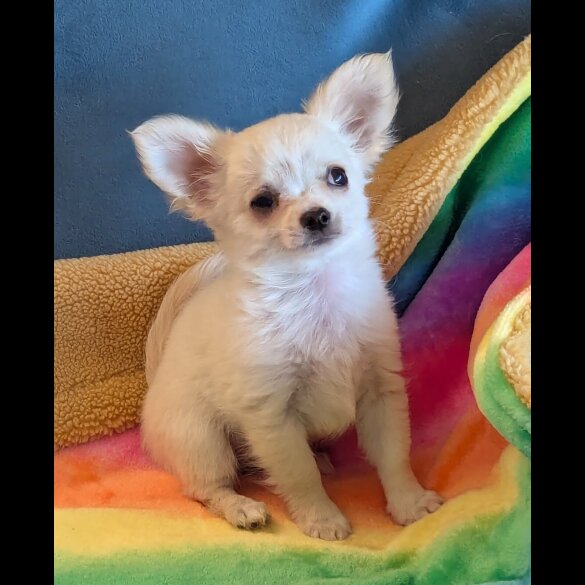 Chihuahua - Dogs