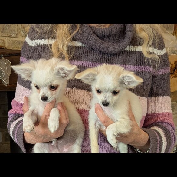 Chihuahua - Dogs
