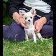 Chihuahua - Dogs