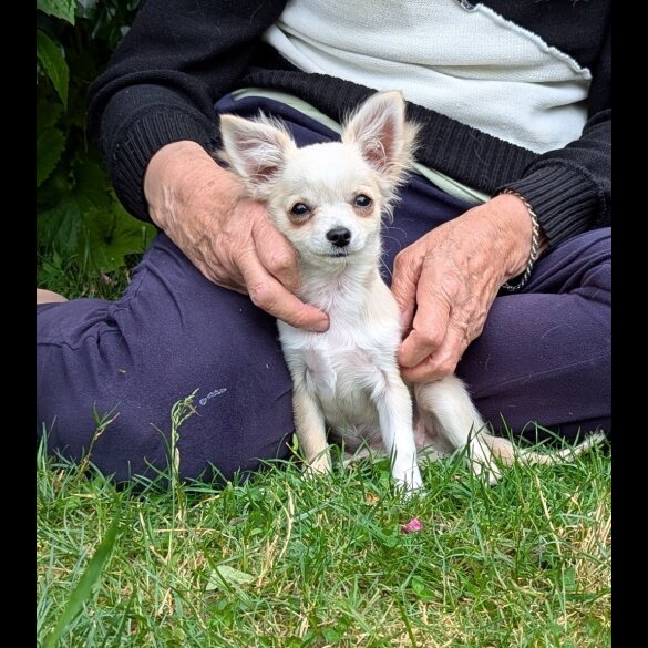 Chihuahua - Dogs