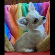 Chihuahua - Dogs