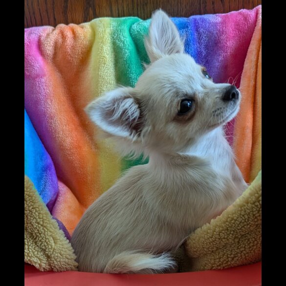 Chihuahua - Dogs