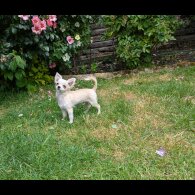 Chihuahua - Dogs