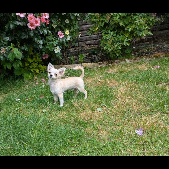 Chihuahua - Dogs