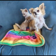 Chihuahua - Dogs