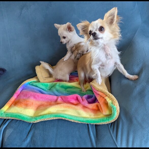 Chihuahua - Dogs