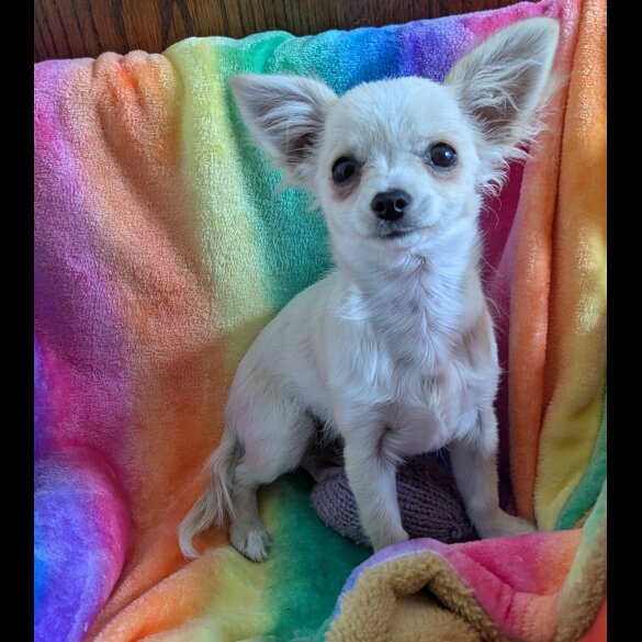 Chihuahua - Dogs