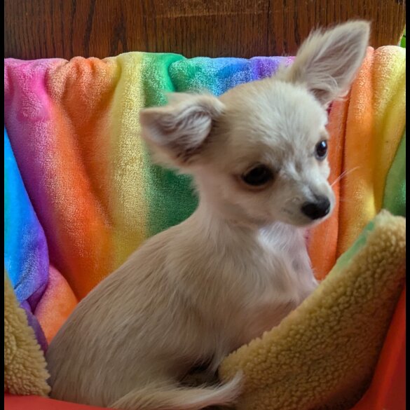 Chihuahua - Dogs