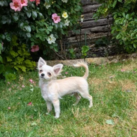 Chihuahua - Dogs