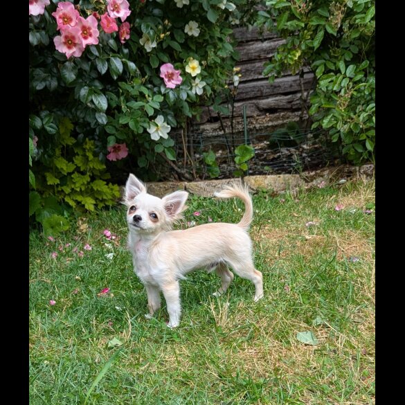 Chihuahua - Dogs