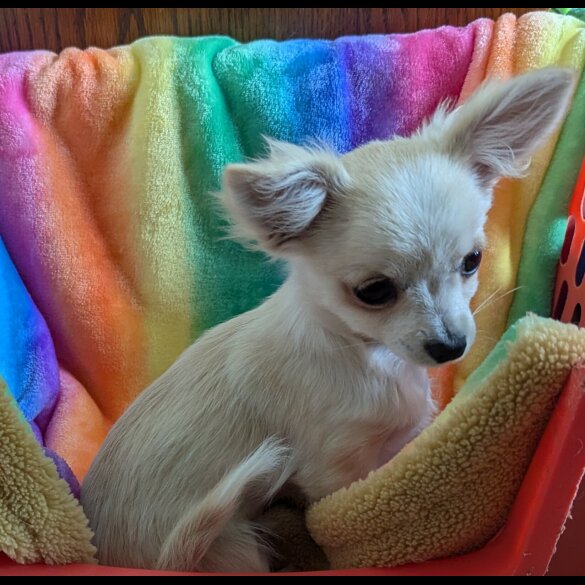 Chihuahua - Dogs