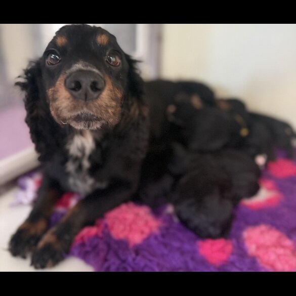 Cockapoo - Both