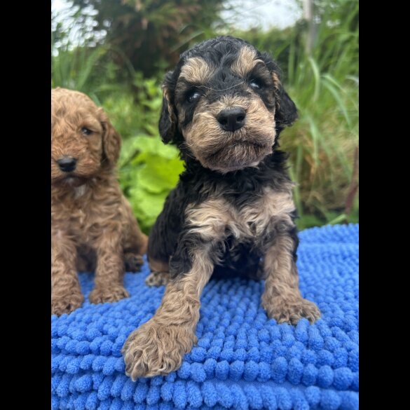 Cockapoo - Both