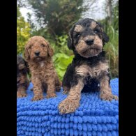 Cockapoo - Both