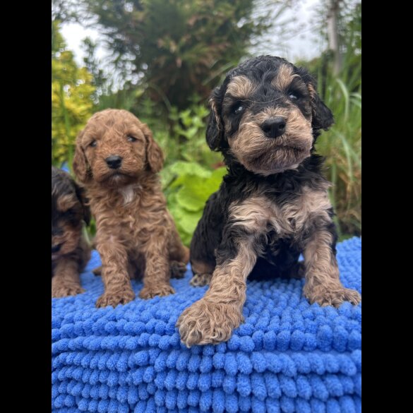 Cockapoo - Both