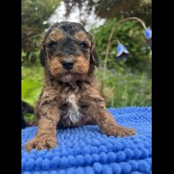 Cockapoo - Both