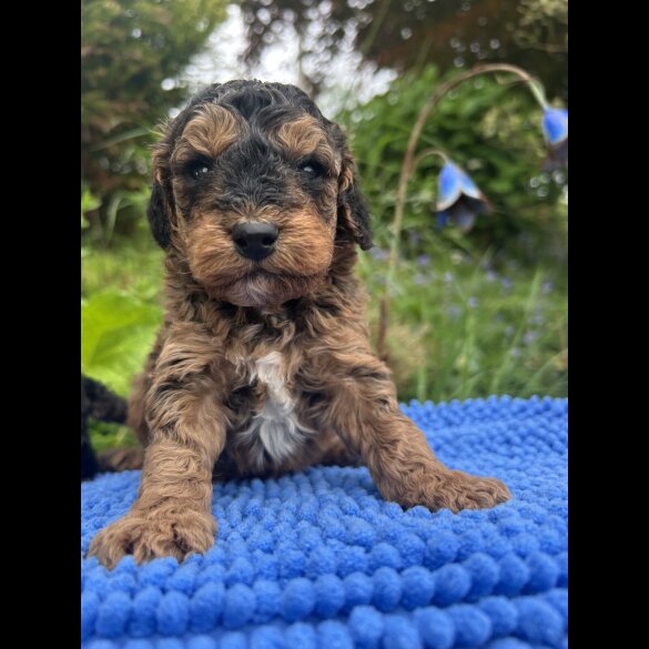 Cockapoo - Both