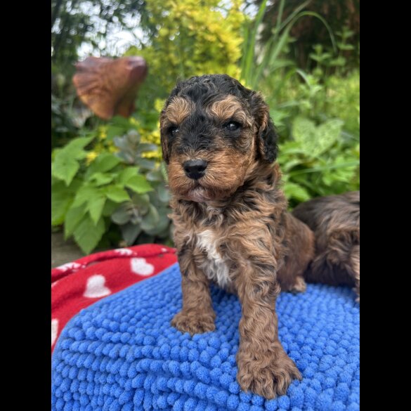 Cockapoo - Both
