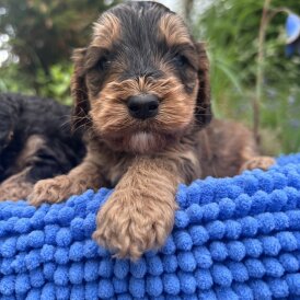 Cockapoo - Both
