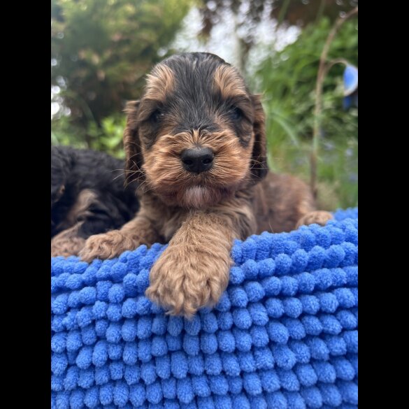 Cockapoo - Both