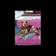 Cockapoo - Both