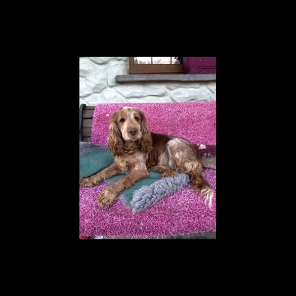 Cockapoo - Both