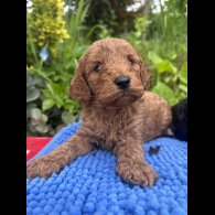 Cockapoo - Both