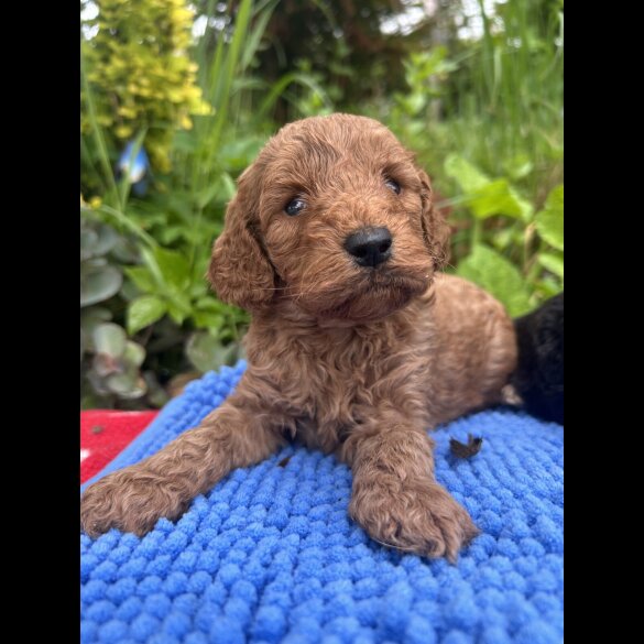Cockapoo - Both