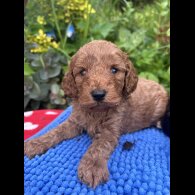 Cockapoo - Both