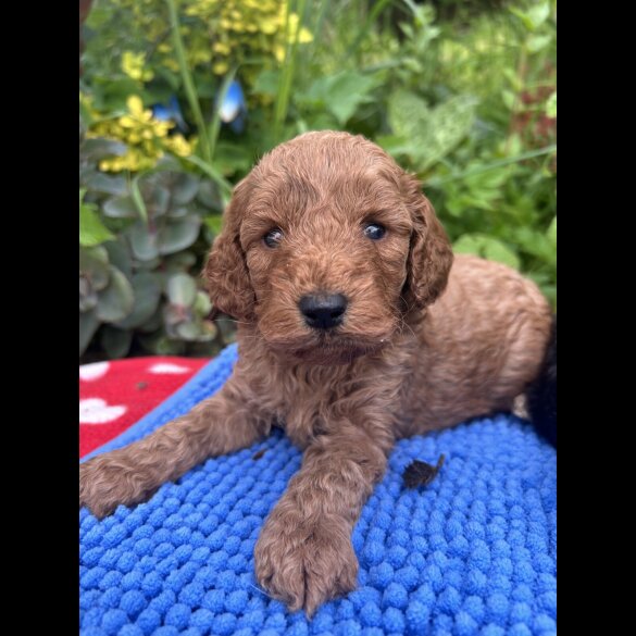 Cockapoo - Both