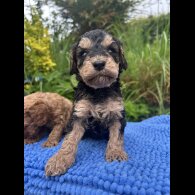 Cockapoo - Both