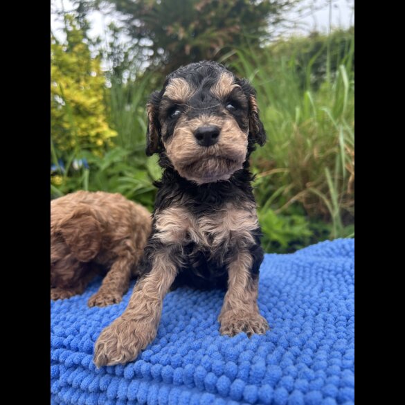 Cockapoo - Both
