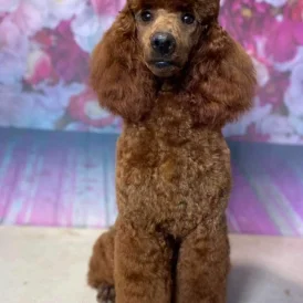 Cockapoo - Both