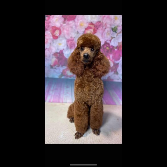 Cockapoo - Both