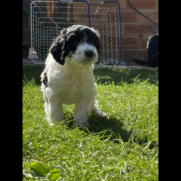 Cockapoo - Bitches
