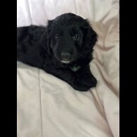Cockapoo - Bitches
