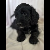 Cockapoo - Bitches