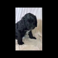 Cockapoo - Bitches