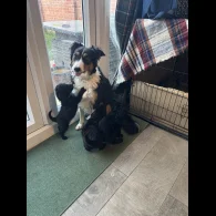 Bordoodle - Both