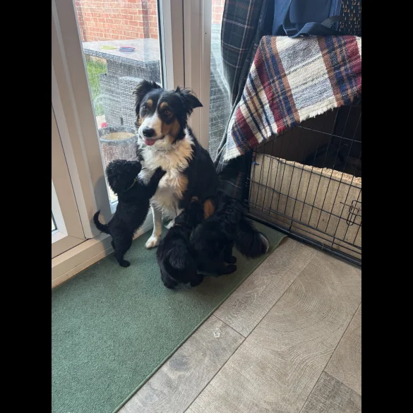 Bordoodle - Both