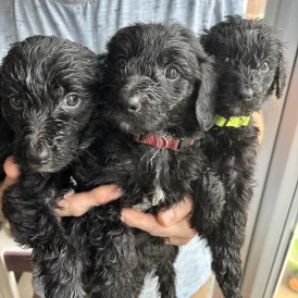 Bordoodle - Both