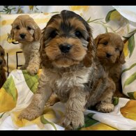 Cockapoo - Both