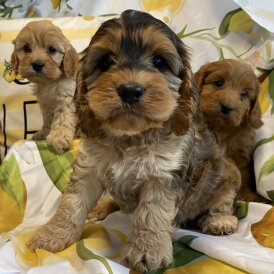 Cockapoo - Both