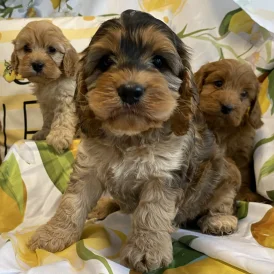 Cockapoo - Both