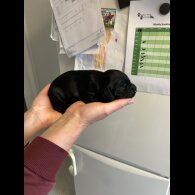 Sprocker Spaniel - Both
