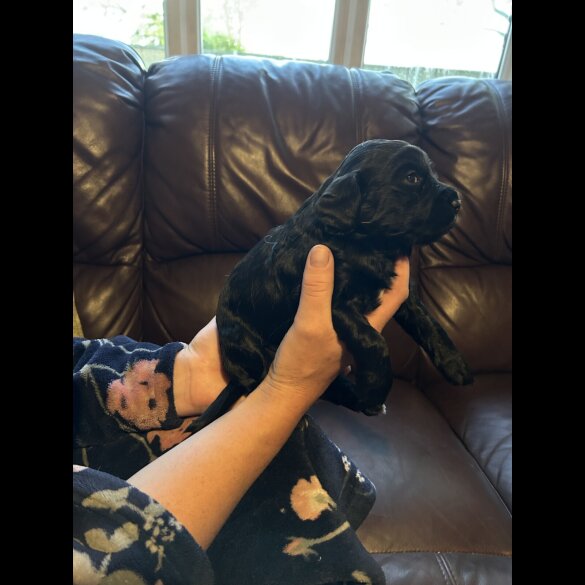 Sprocker Spaniel - Both