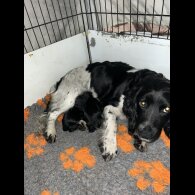 Sprocker Spaniel - Both