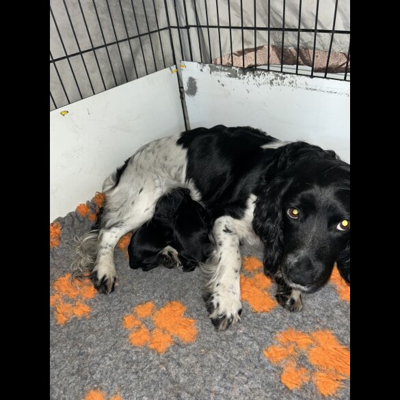 Sprocker Spaniel - Both
