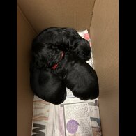 Sprocker Spaniel - Both