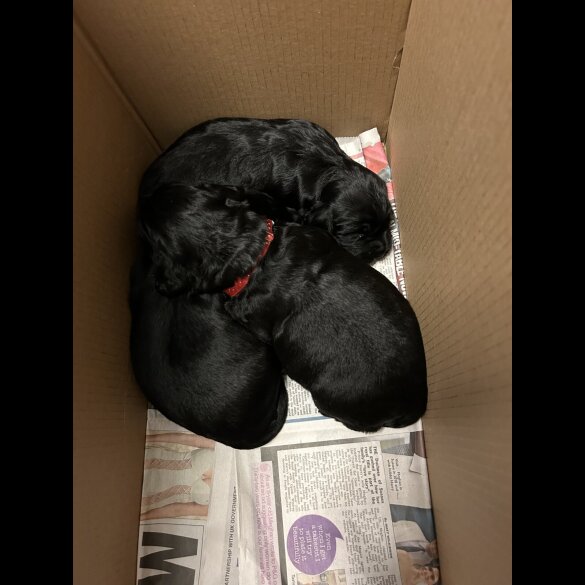 Sprocker Spaniel - Both